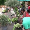 Raised bed at the Ability Garden