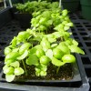 Place seedlings in a well lit area after they emerge.