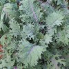 Red Russian Kale
