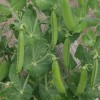 Garden pea vines with pods
