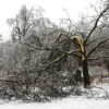 ice damaged tree