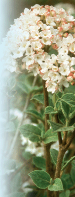 Viburnum carlesii 'Compactum' Robert E. Lyons © 