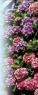 Hydrangea macrophylla Robert E. Lyons© 