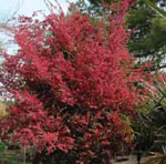 Loropetalum chinense 'Pipa's Red' JC Raulston Arboretum © 