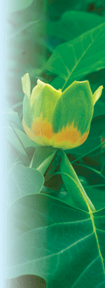 Liriodendron tulipifera Robert E. Lyons © 