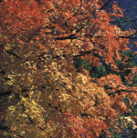 Acer saccharumPhoto by Robert E. Lyons