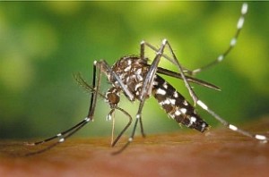 Asian tiger mosquito