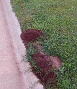 Fire ant mounds along sidewalk