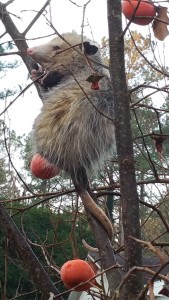 Opossum in persimmon tree