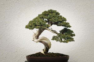 bonsai tree