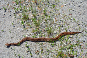 Cover photo for Getting Dirty in Your Garden- Extension Master Gardener Volunteer Podcast - Interview of Dr. Ron Sutherland