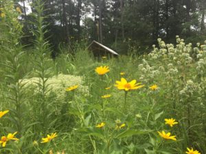 yellow flowers and other perennials