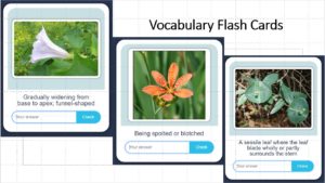 Screen Shot Flash Cards