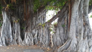 trees in Hawaii