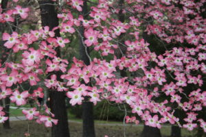 Cornus florida in bloom