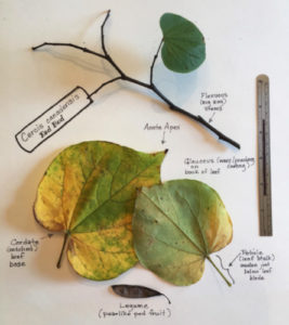 mystery plant challenges