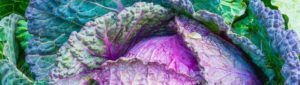 ornamental cabbage