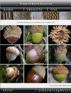 Screen Shot of the Cover of the Tree ID APP