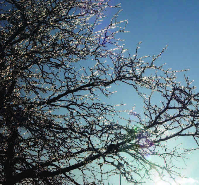 Tips & Tasks Winterize your trees NC State Extension