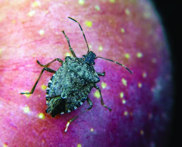 Pest Alert: Brown Marmorated Stink Bug 