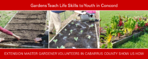 raised beds from seeding to harvest