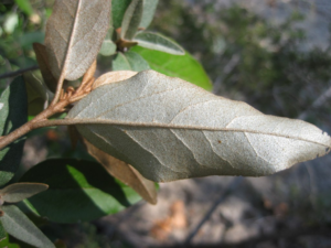 Bottom of leaf