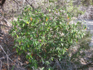Alabama croton shrub