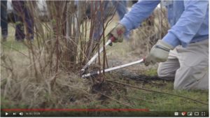 Cover photo for Blueberry Pruning With Dr. Bill Cline:  a Video