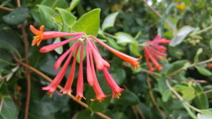 Coral Honeysuckle