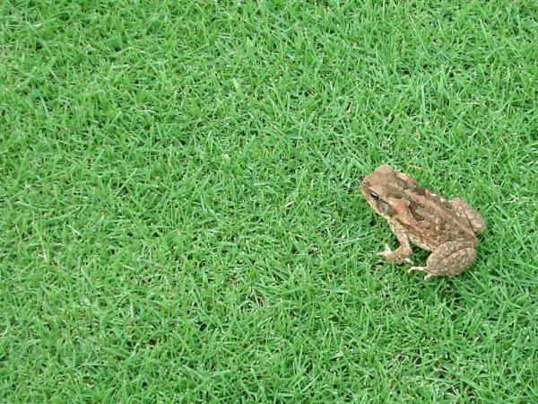Frog on bermudagrass