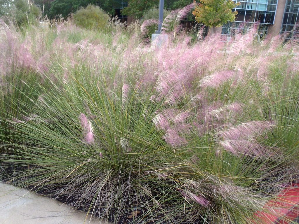 Ornamental Grasses in the Home Landscape | NC State Extension