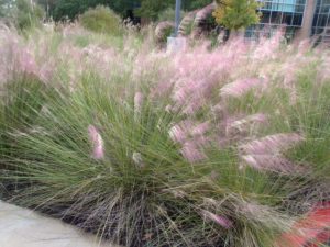 Pink Muhly Grass