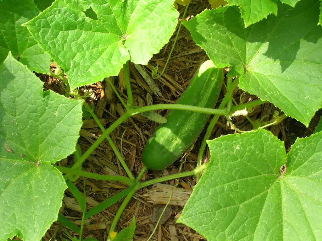 Cucumbers: A Refreshing Treat From the Garden | NC State Extension