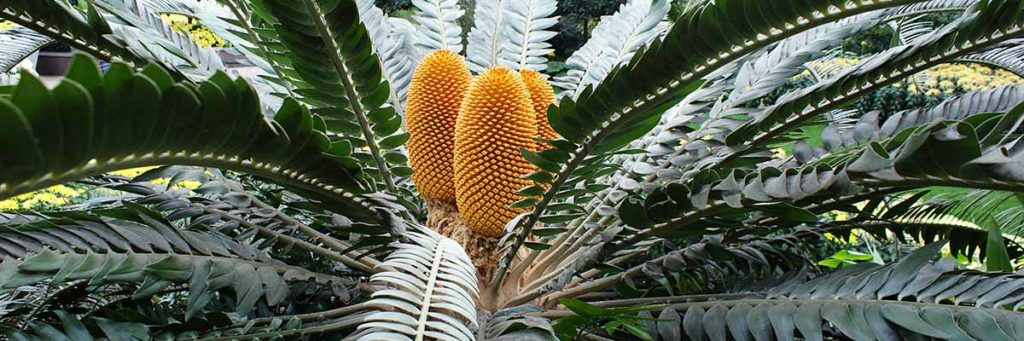 Cycad