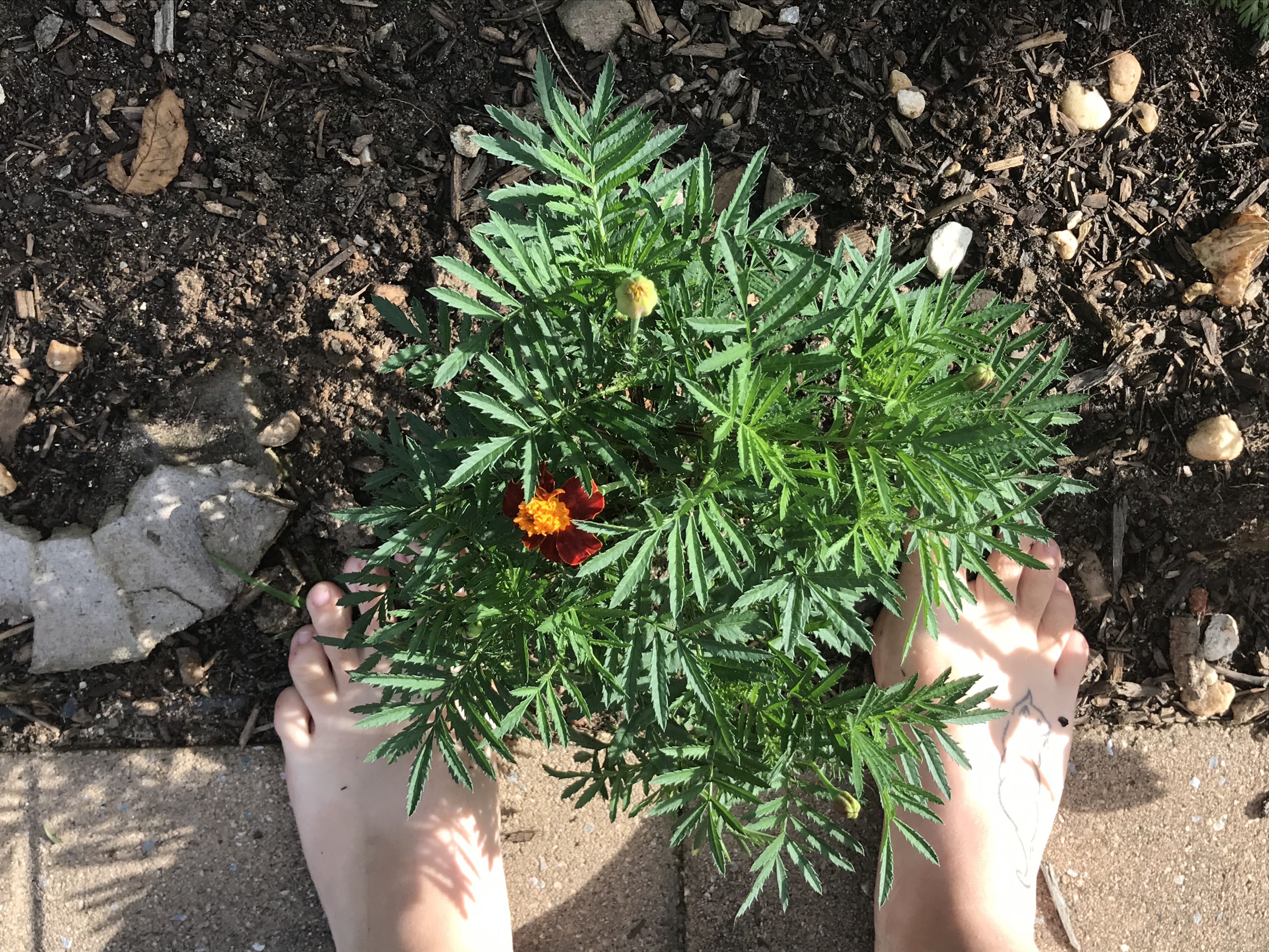 barefoot in garden soil