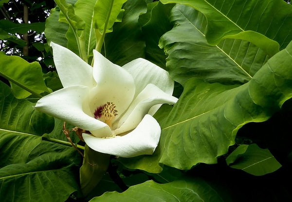 Magnolia macrophylla flower