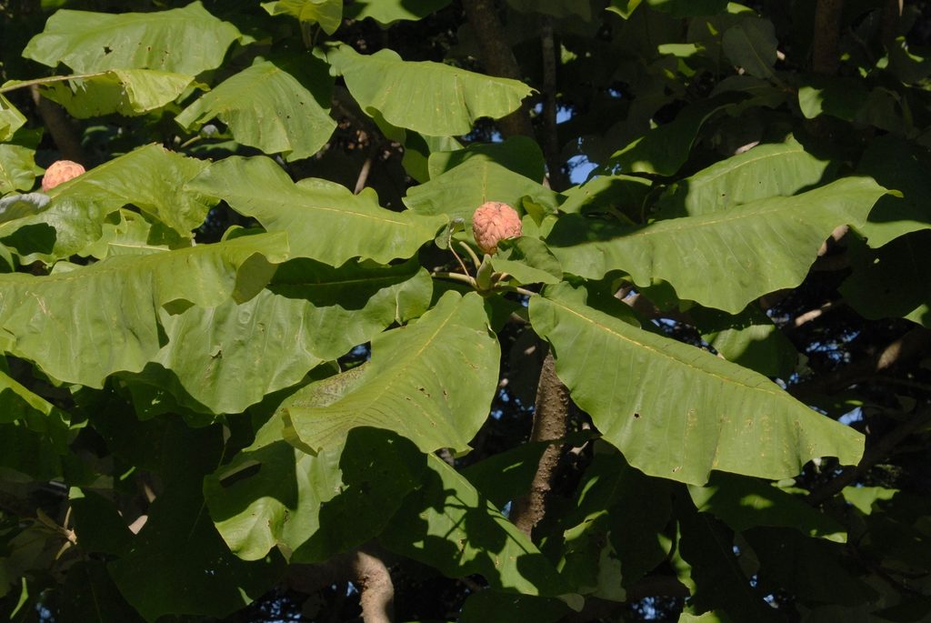 Native Plant Profile: Bigleaf Magnolia | NC State Extension