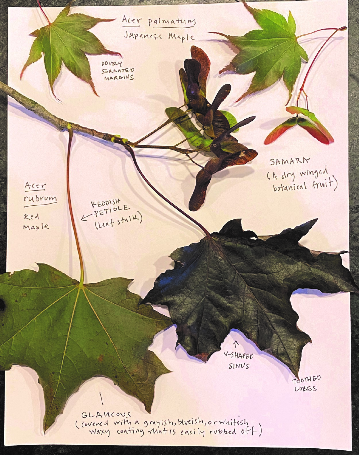 Acer palmatum leaf characteristics