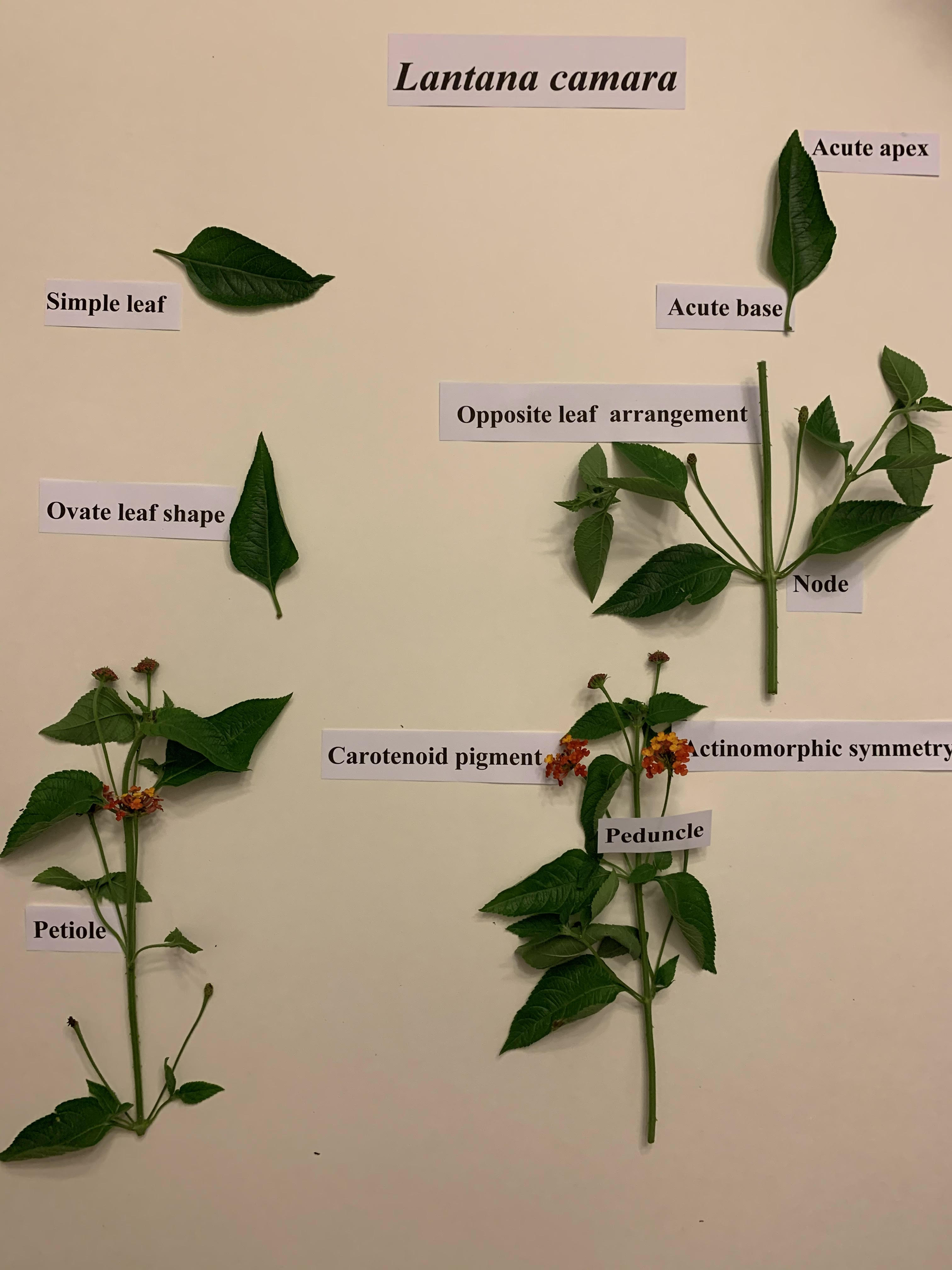 Lantana characteristics