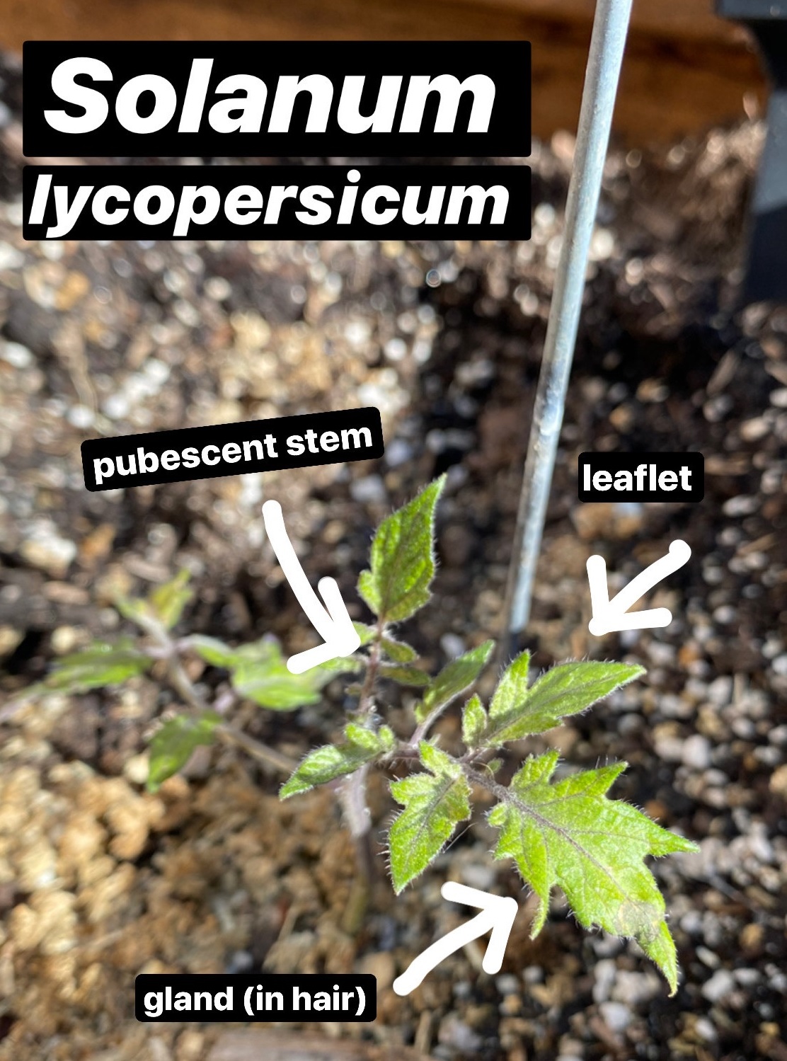 Solanum lycopersicum characteristics