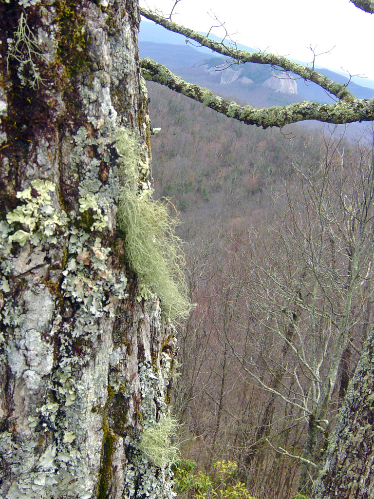 Lichens on Tree Martin LeBar CC BY NC 2