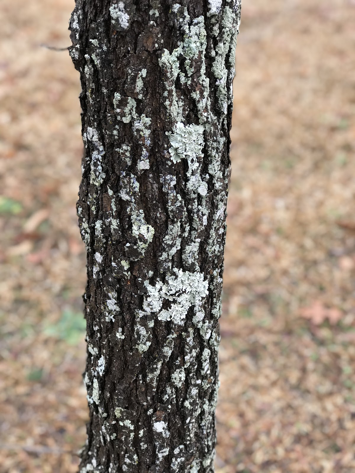 Lichen on trunk