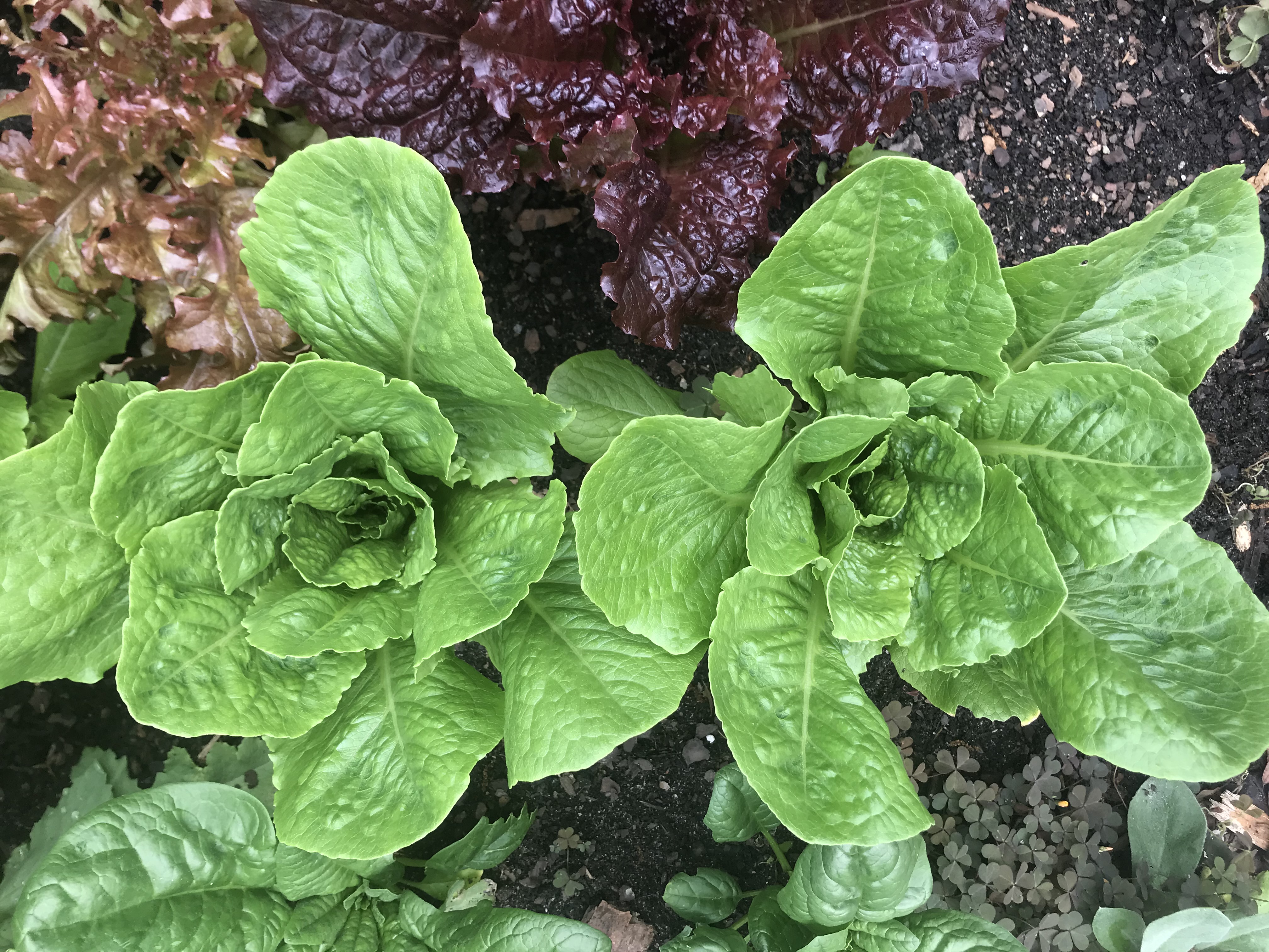 Healthy lettuce plant