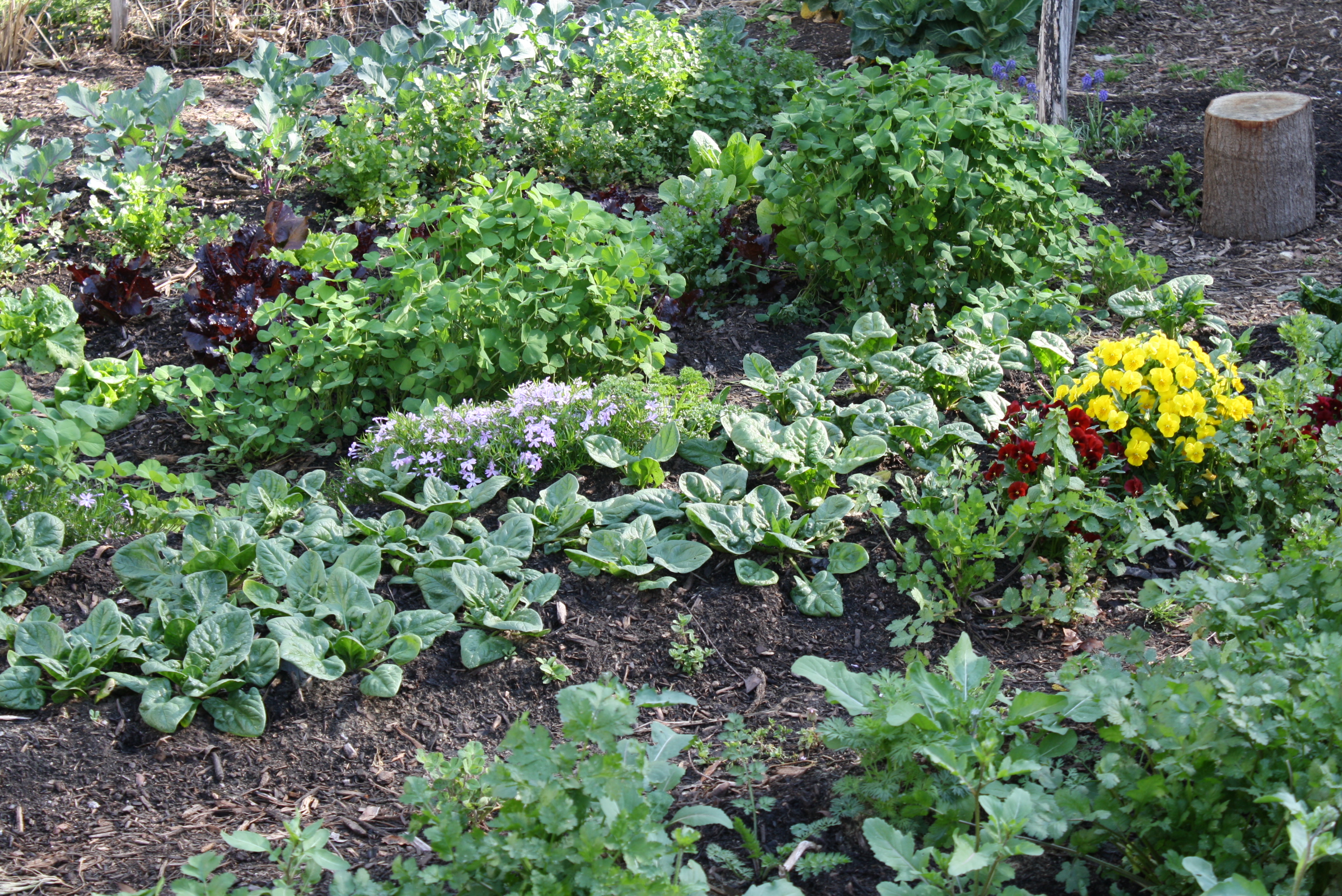 vegetable garden in raised beds