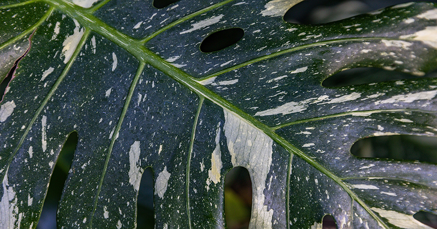 Close up of a leaf