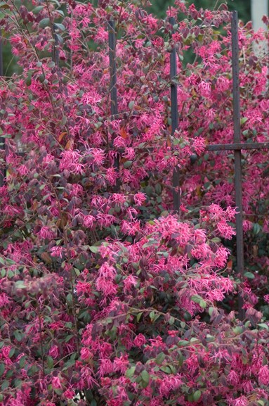 Loropetalum chinense