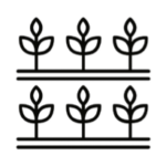 Drawing of plants