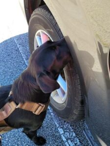 Dog sniffing for spotted lanternfly