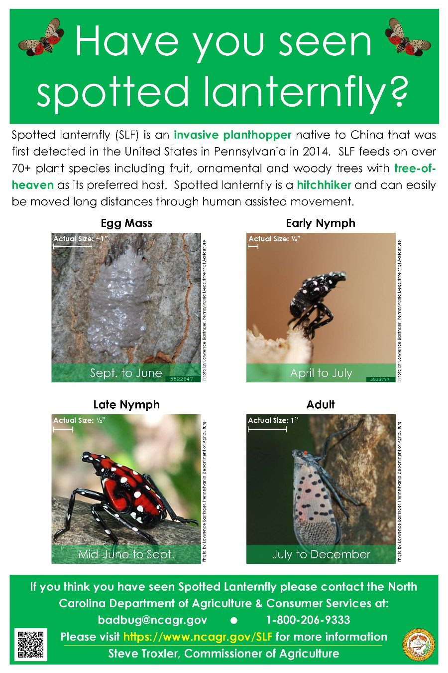 Spotted Lanternfly description