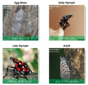 Spotted Lanterfly Lifecycle